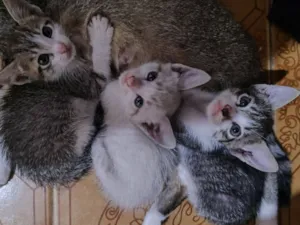 Gato raça SRD-ViraLata idade Abaixo de 2 meses nome Doa-se três filhotes de gatinho