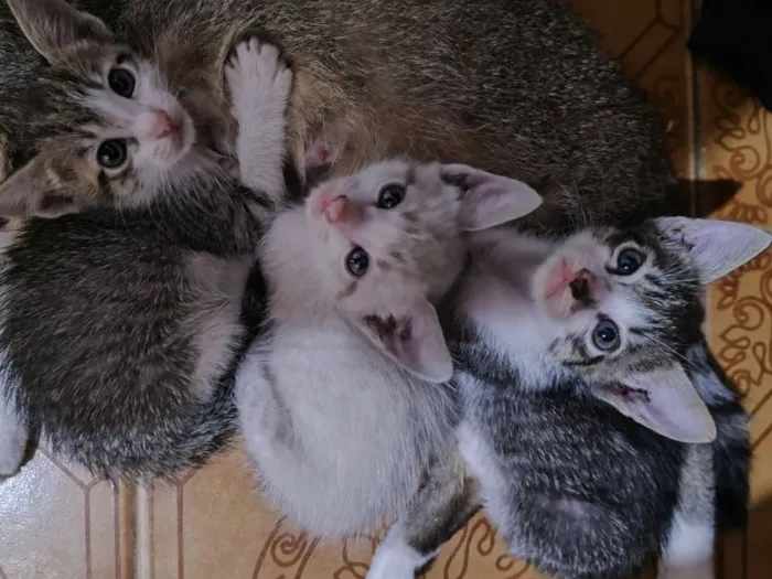 Gato raça SRD-ViraLata idade Abaixo de 2 meses nome Doa-se três filhotes de gatinho