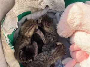 Gato raça SRD-ViraLata idade Abaixo de 2 meses nome N tem 