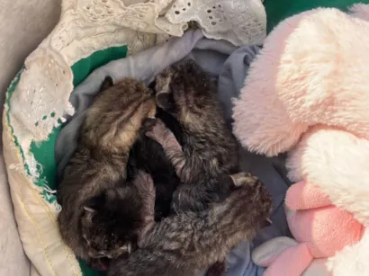 Gato raça SRD-ViraLata idade Abaixo de 2 meses nome N tem 