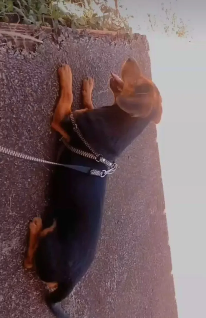 Cachorro raça SRD-ViraLata idade 4 anos nome Snoop dog 