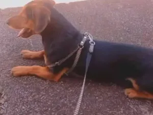 Cachorro raça SRD-ViraLata idade 4 anos nome Snoop dog 