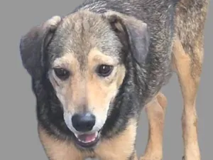 Cachorro raça SRD-ViraLata idade 2 anos nome Sem nome