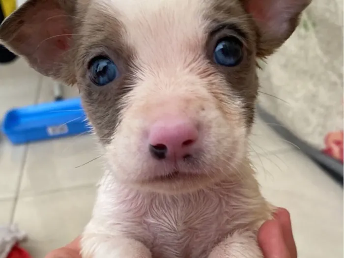 5 cachorrinhos para doação 