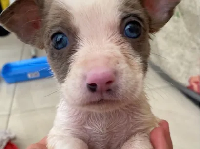 Cachorro raça SRD-ViraLata idade Abaixo de 2 meses nome 5 cachorrinhos para doação 