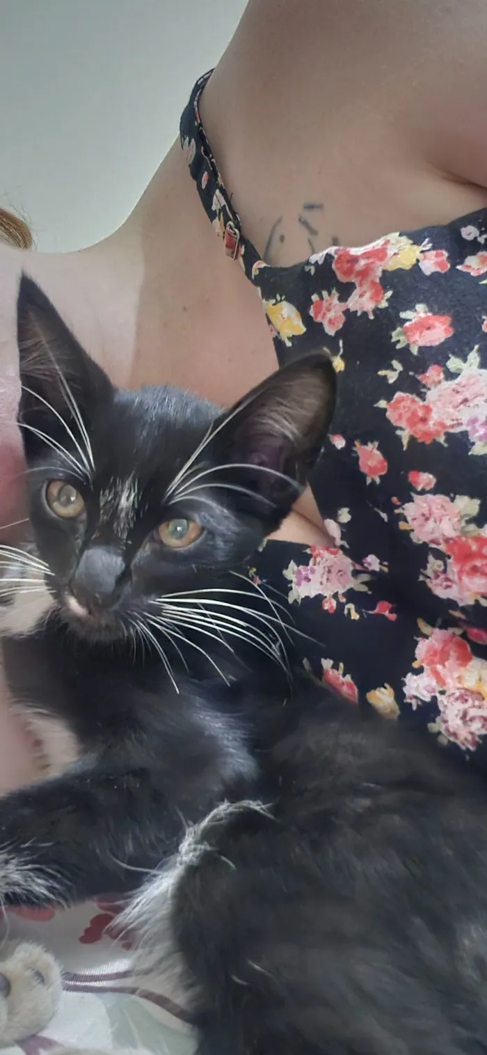 Gato raça SRD-ViraLata idade 2 a 6 meses nome Pedro (nome temporário)