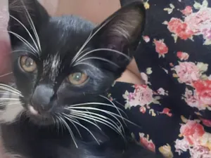 Gato raça SRD-ViraLata idade 2 a 6 meses nome Pedro (nome temporário)