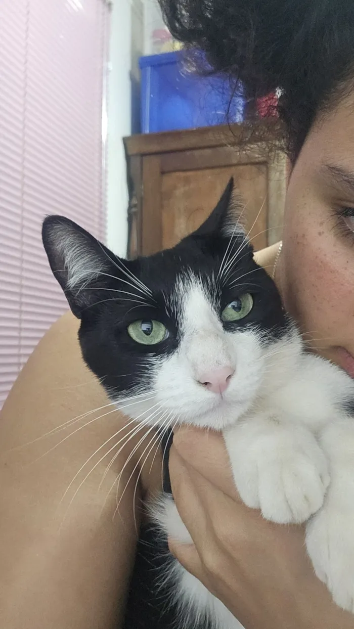 Gato raça SRD-ViraLata idade 1 ano nome Zeus 