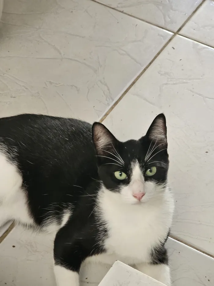 Gato raça SRD-ViraLata idade 1 ano nome Zeus 