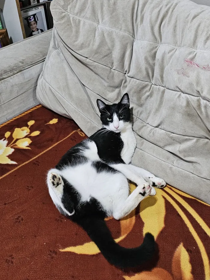 Gato raça SRD-ViraLata idade 1 ano nome Zeus 