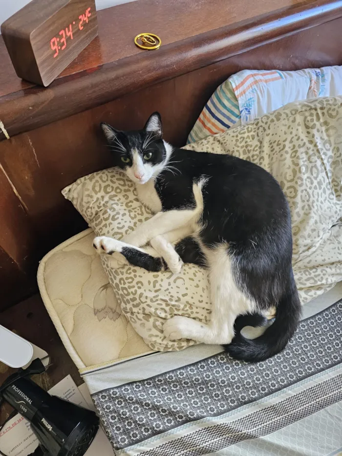 Gato raça SRD-ViraLata idade 1 ano nome Zeus 