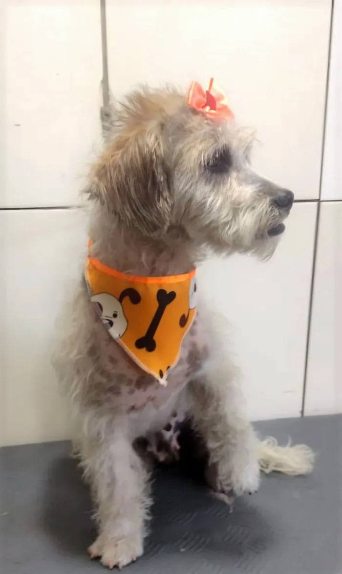 Cachorro raça SRD-ViraLata idade 1 ano nome Aninha