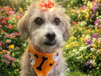 Cachorro raça SRD-ViraLata idade 1 ano nome Aninha