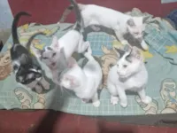 Gato raça SRD-ViraLata idade 2 a 6 meses nome Lili,nega,laranja,branco,pequeno 