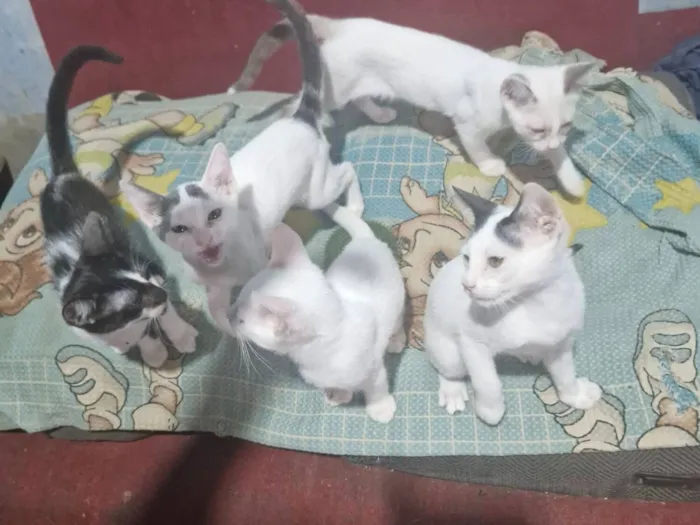 Gato raça SRD-ViraLata idade 2 a 6 meses nome Lili,nega,laranja,branco,pequeno 