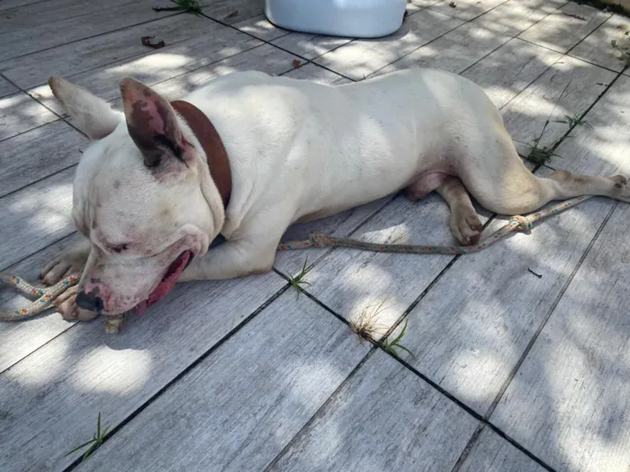 Cachorro raça Pit-Bull idade 3 anos nome Sem Nome
