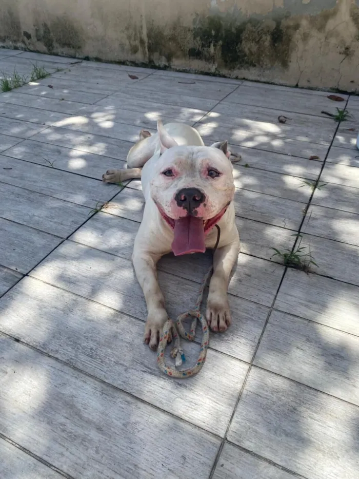 Cachorro raça Pit-Bull idade 3 anos nome Sem Nome
