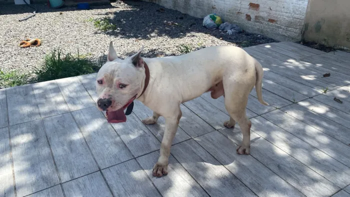Cachorro raça Pit-Bull idade 3 anos nome Sem Nome