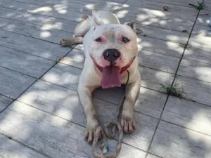 Cachorro raça Pit-Bull idade 3 anos nome Grandão