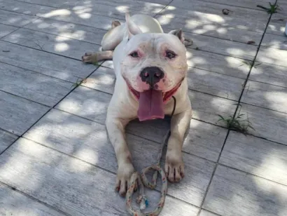 Cachorro raça Pit-Bull idade 3 anos nome Grandão