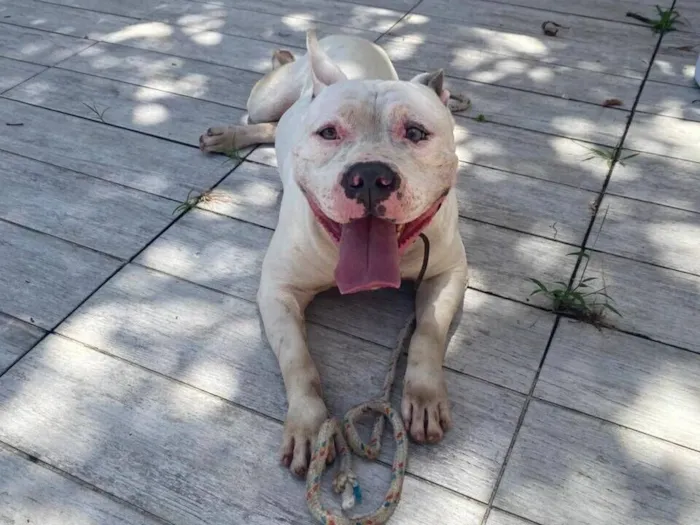 Cachorro raça Pit-Bull idade 3 anos nome Sem Nome