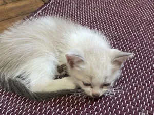 Gato raça SRD-ViraLata idade Abaixo de 2 meses nome Fumaça