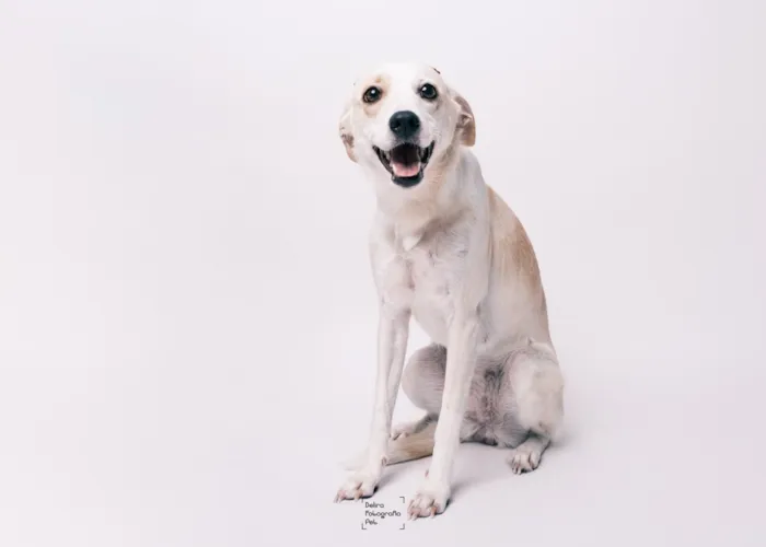 Cachorro raça SRD-ViraLata idade 1 ano nome Lua 