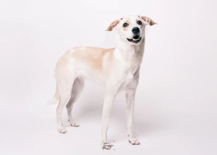 Cachorro raça SRD-ViraLata idade 1 ano nome Lua 