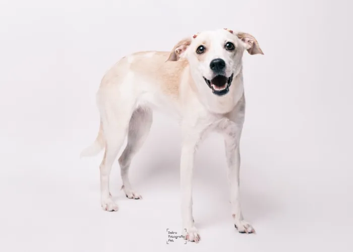 Cachorro raça SRD-ViraLata idade 1 ano nome Lua 