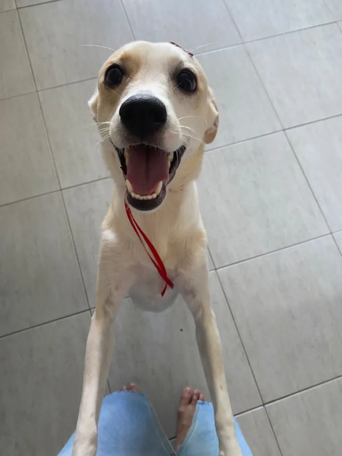 Cachorro raça SRD-ViraLata idade 1 ano nome Lua 