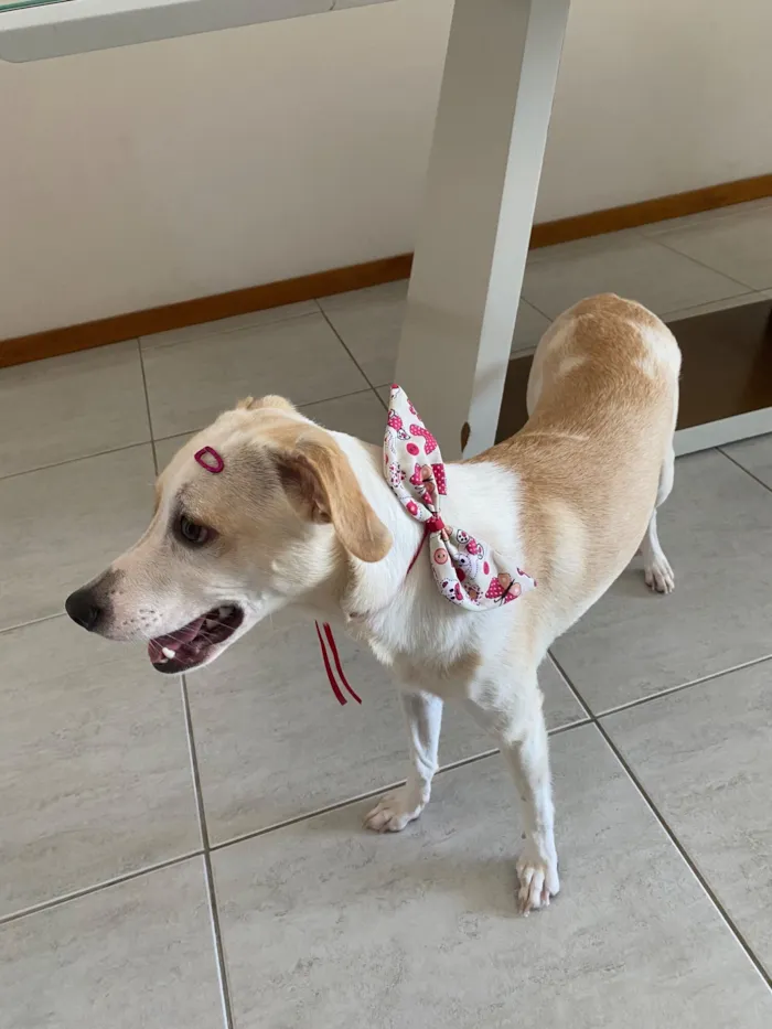 Cachorro raça SRD-ViraLata idade 1 ano nome Lua 