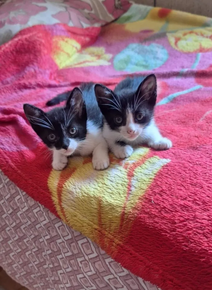 3 gatinhos pra adoção lares fechados apenas