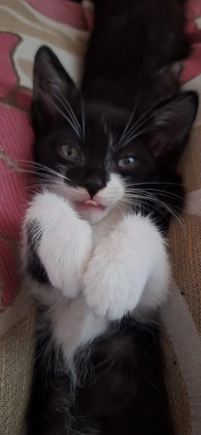 3 gatinhos pra adoção lares fechados apenas