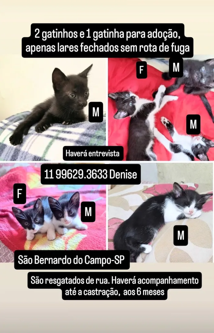 3 gatinhos pra adoção lares fechados apenas