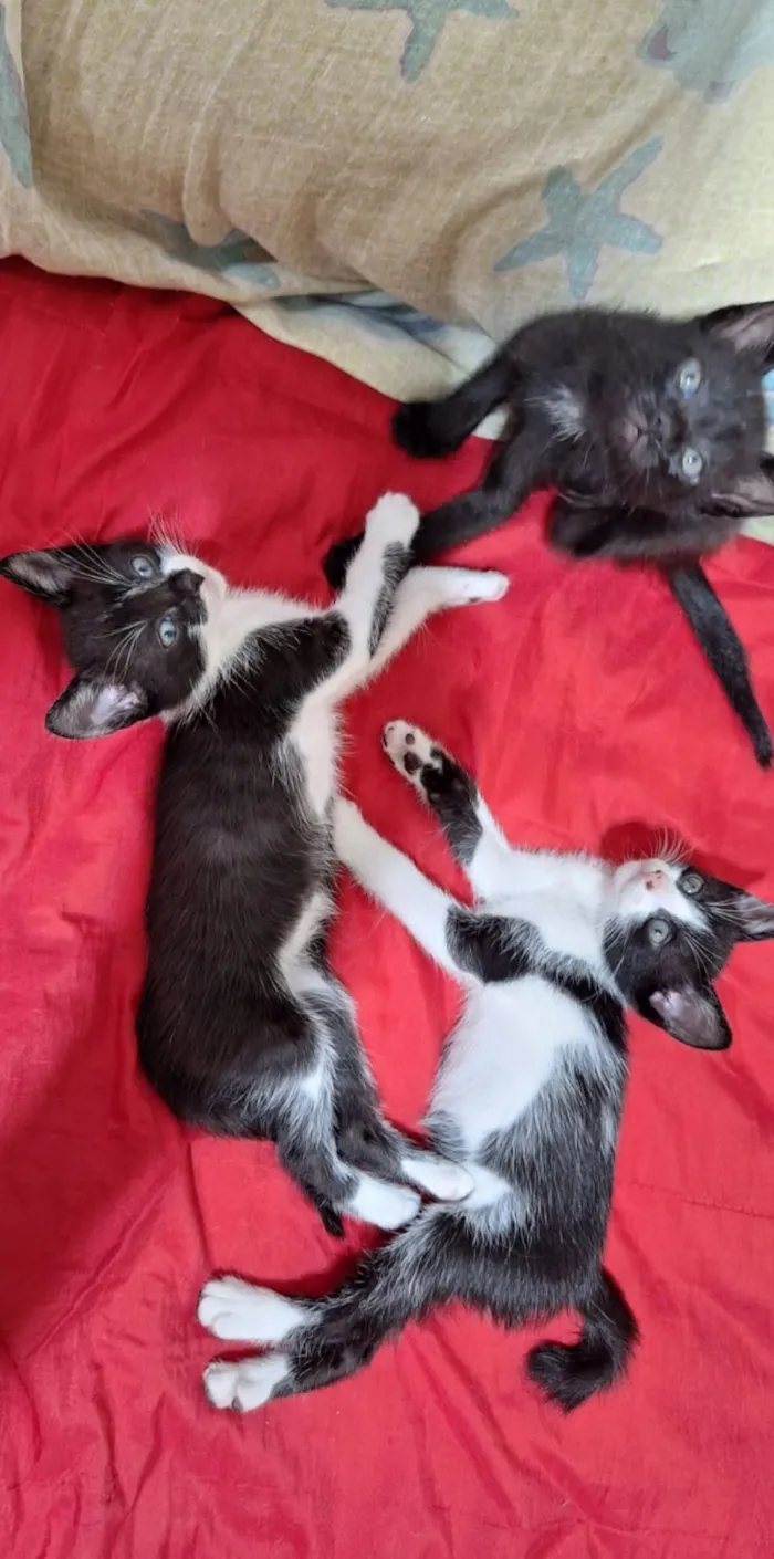 3 gatinhos pra adoção lares fechados apenas
