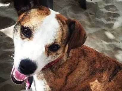 Cachorro raça SRD-ViraLata idade 6 ou mais anos nome Larah