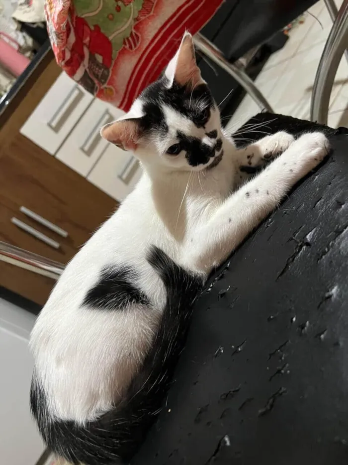 Gato raça SRD-ViraLata idade 2 a 6 meses nome Gatinha