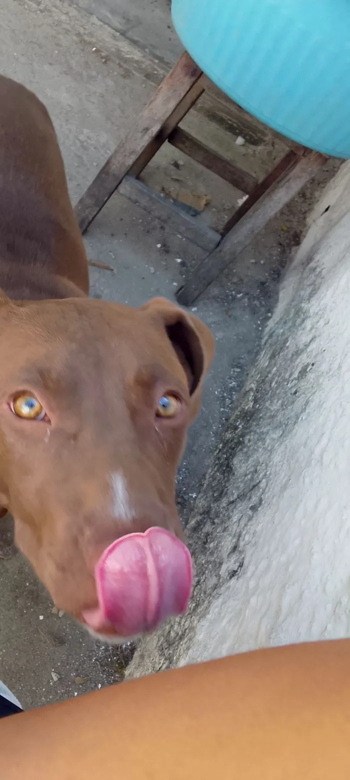 Cachorro raça Pit-Bull idade 2 a 6 meses nome Esmeralda 