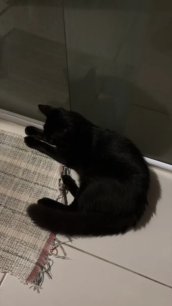 Gato raça SRD-ViraLata idade 1 ano nome Apolo