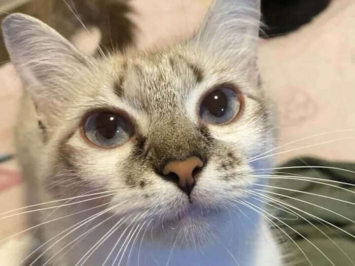 Gato raça SRD-ViraLata idade 2 anos nome Bella
