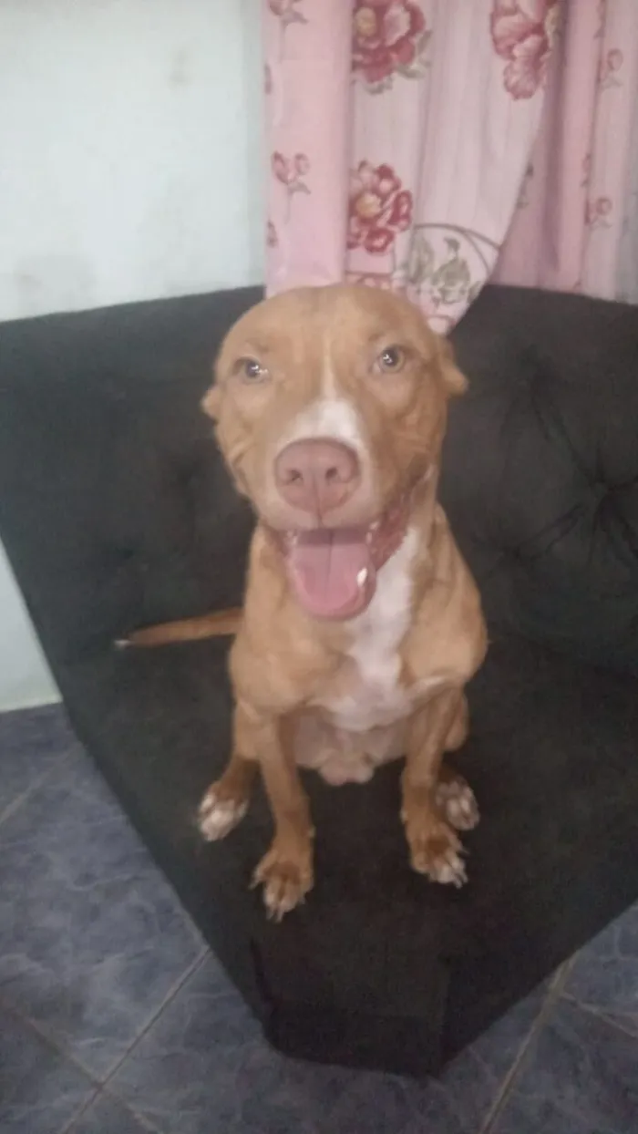 Cachorro raça Pit-Bull idade 7 a 11 meses nome Boyka