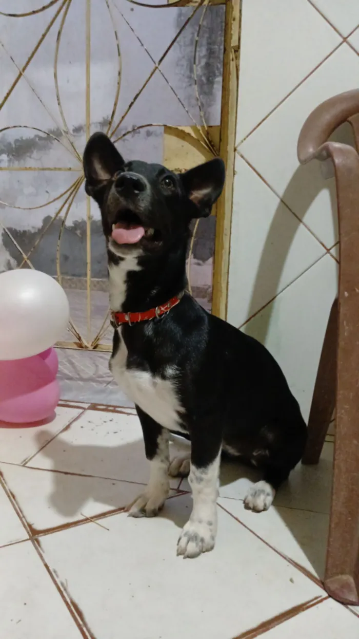 Cachorro raça SRD-ViraLata idade 7 a 11 meses nome Pitty