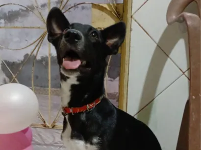 Cachorro raça SRD-ViraLata idade 7 a 11 meses nome Pitty