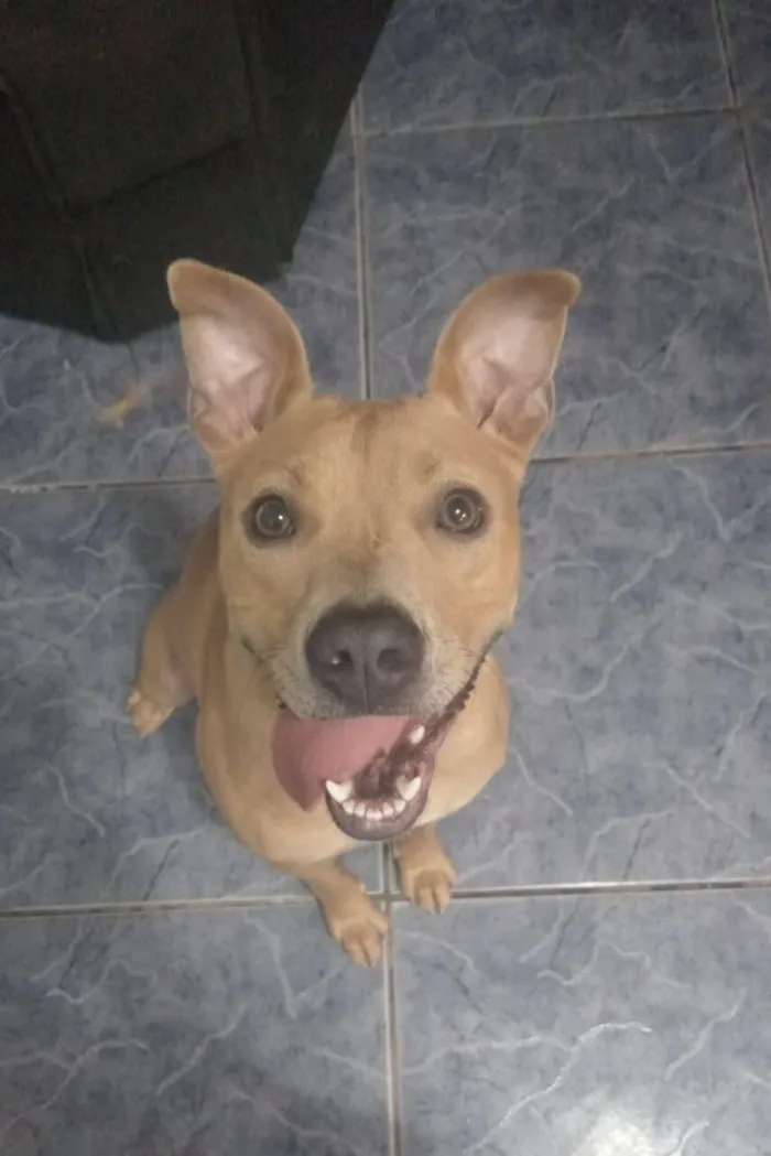 Cachorro raça Pit-Bull idade 7 a 11 meses nome Katana