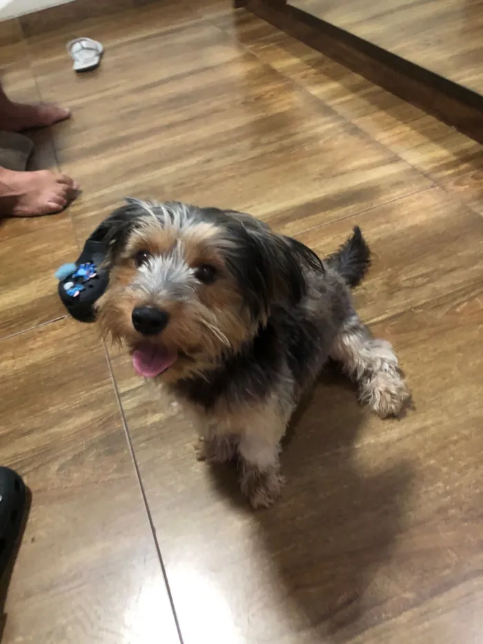 Cachorro raça Yorkshire idade 2 anos nome Lupi