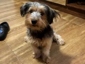 Cachorro raça Yorkshire idade 2 anos nome Lupi