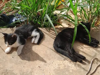 Gato raça SRD-ViraLata idade Abaixo de 2 meses nome Bob e bidu