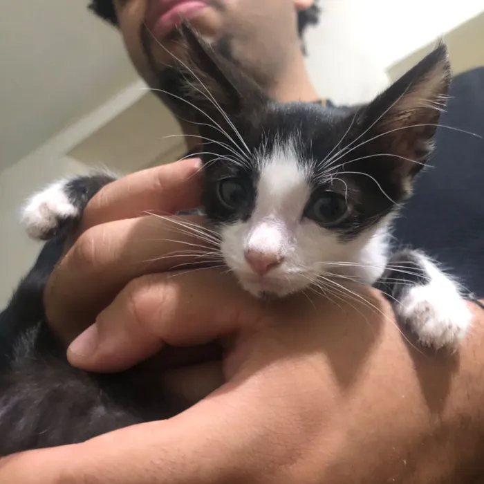 Ambos n tem nome ainda 