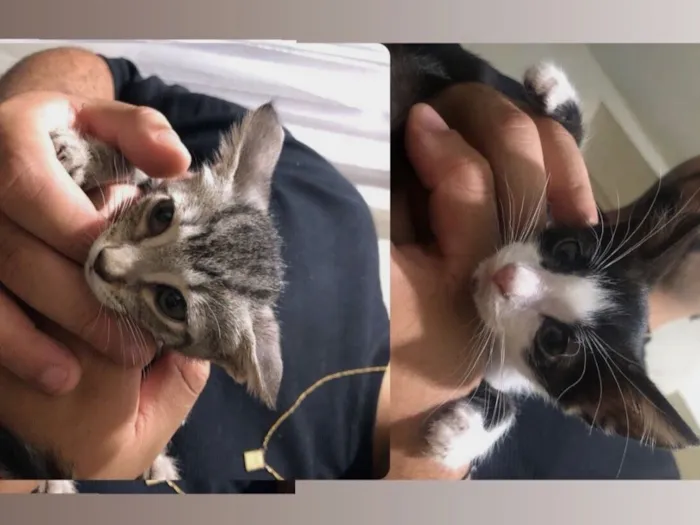 Gato raça Exótico idade 2 a 6 meses nome Ambos n tem nome ainda 