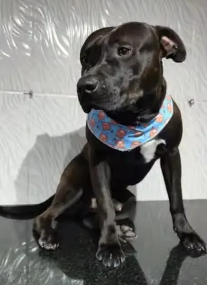 Cachorro raça Pit-Bull idade 2 a 6 meses nome Duck